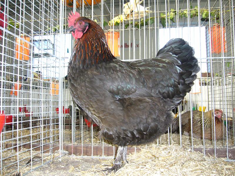 Delbrueck 2008 055.jpg - Marans schwarzkupfer von Johannes Brockmann Preis sg 94 Brett